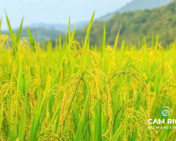 cap-nhat-thi-truong-gao-viet-nam-gia-gao-dong-bang-song-cuu-long-on-dinh-truoc-tet