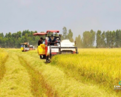 thi-truong-gao-xuat-khau-viet-nam-2025-ap-luc-gia-dich-chuyen-nhu-cau-va-co-hoi-chien-luoc