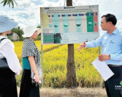 trien-vong-moi-cho-gao-phat-thai-thap-va-loi-the-xuat-khau-ben-vung-cua-viet-nam