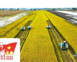 tu-nuoc-nhap-khau-den-top-3-the-gioi-br-hanh-trinh-xuat-khau-gao-viet-nam-cam-rice