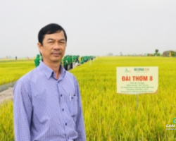 giong-lua-dai-thom-8-chu-ngua-o-o-dong-bang-song-cuu-long-cam-rice
