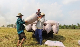 Việt Nam thắng thỏa thuận cung cấp 60.000 tấn gạo cho Philippines