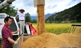  Giá lúa ở Trung Quốc tăng mạnh vì mất mùa