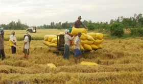 Các nhà xuất khẩu lo lắng vì nhu cầu gạo ở nước ngoài chậm lại
