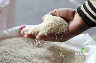 tong-quan-thi-truong-gao-tuan-nay-cap-nhat-viet-nam-thi-truong-toan-cau-tuan-4-thang-12026