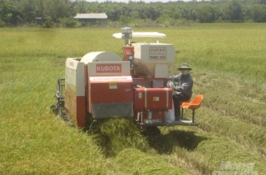 gia-gao-xuat-khau-len-tren-400-usdtan