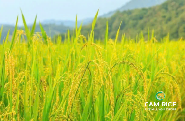 cap-nhat-thi-truong-gao-viet-nam-gia-gao-dong-bang-song-cuu-long-on-dinh-truoc-tet