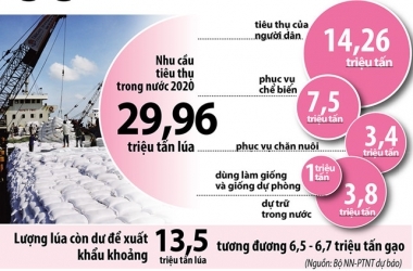 tan-dung-gia-cao-de-xuat-khau-gao