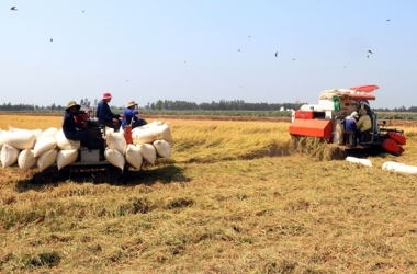 nam-bat-thoi-co-nang-vi-the-gao-viet