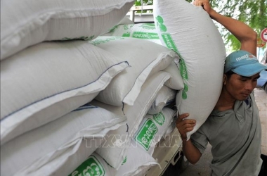 doanh-thu-tu-xuat-khau-gao-o-campuchia-tang-cao