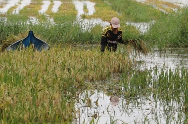 tien-do-thu-hoach-lua-ung-cham-do-thieu-lao-dong