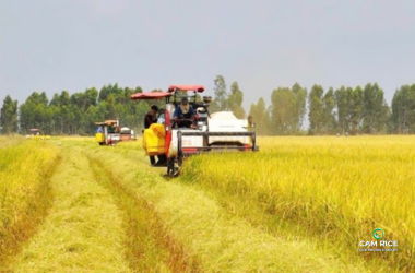 thi-truong-gao-xuat-khau-viet-nam-2025-ap-luc-gia-dich-chuyen-nhu-cau-va-co-hoi-chien-luoc