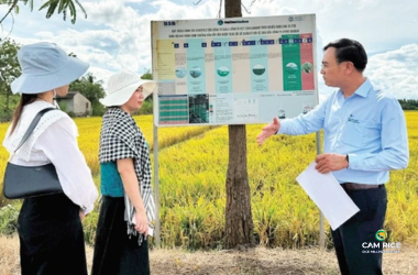 trien-vong-moi-cho-gao-phat-thai-thap-va-loi-the-xuat-khau-ben-vung-cua-viet-nam