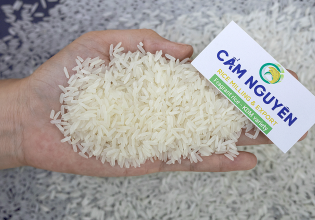 Fragrant rice KDM