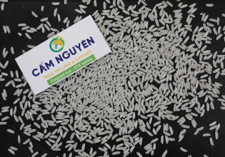Fragrant rice DT8