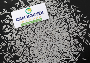 Fragrant rice ST24